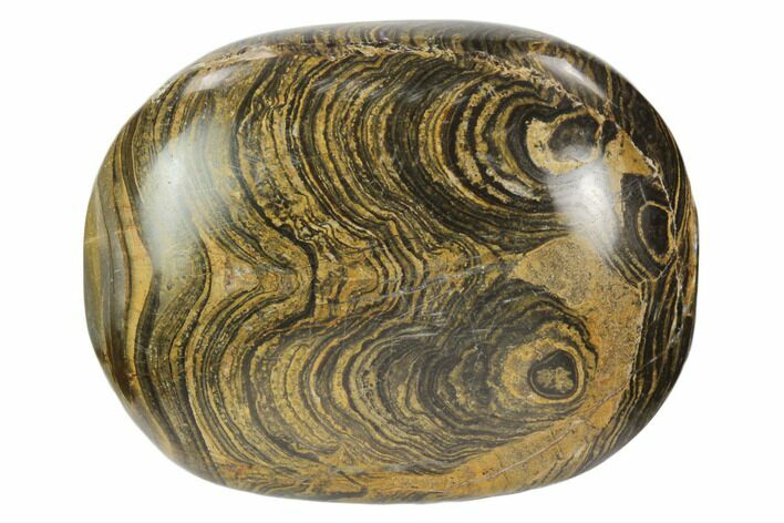 Polished Stromatolite (Greysonia) Pebble - Bolivia #126347